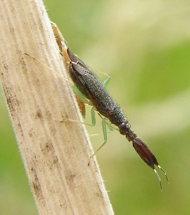Heterotoma (bug)
