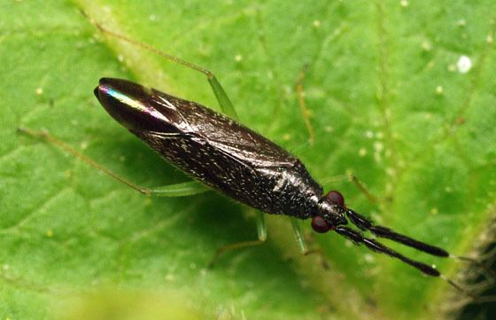 Heterotoma planicornis plant bug with furry black antennae Heterotoma planicornis
