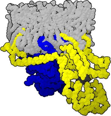 Heterotrimeric G protein