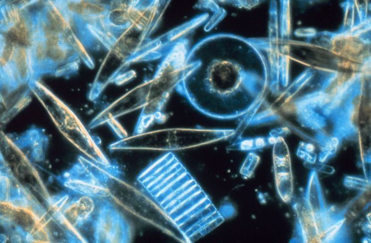 Heterotrophic picoplankton