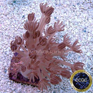 Heteroxenia Saltwater Aquarium Corals for Marine Reef Aquariums Heteroxenia