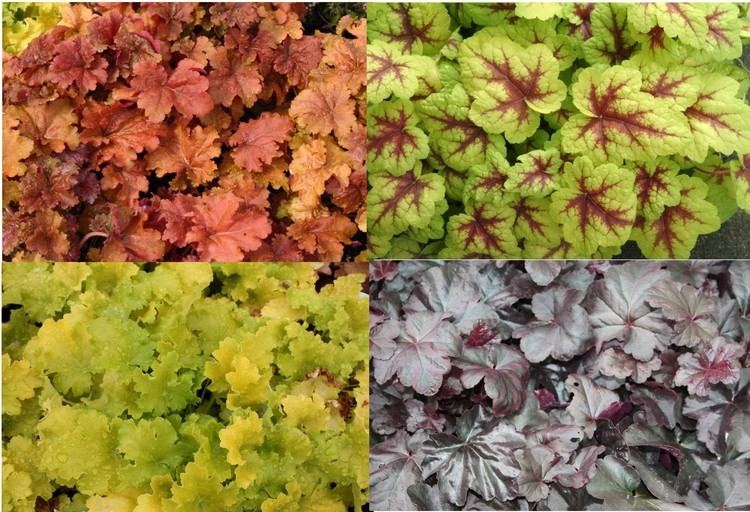 Heuchera Versatile colourful Heuchera advice and gardening tips from Alan Down