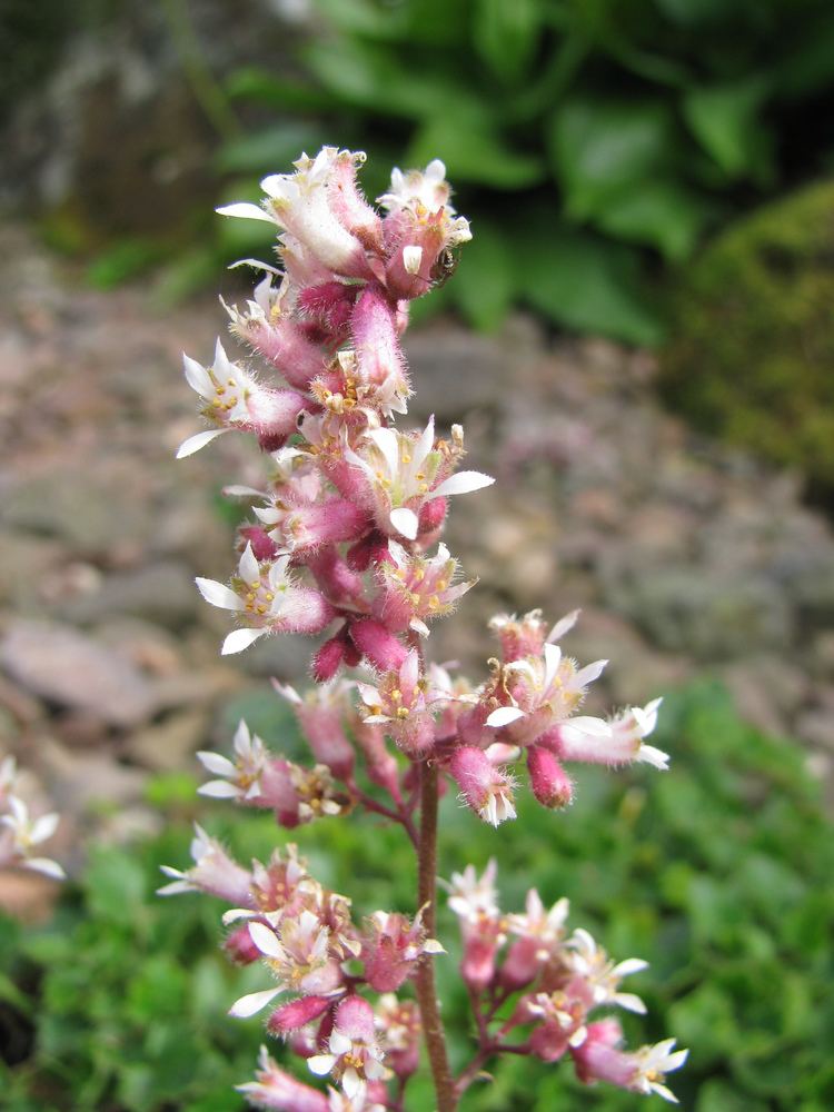 Heuchera Elegans - Alchetron, The Free Social Encyclopedia