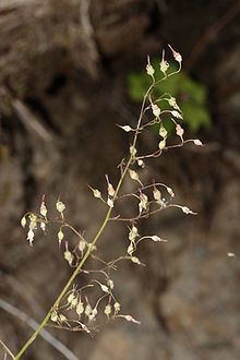 Heuchera micrantha httpsuploadwikimediaorgwikipediacommonsthu