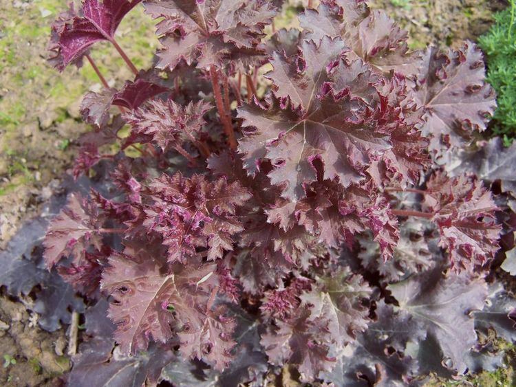 Heuchera micrantha FileHeuchera micrantha a1jpg Wikimedia Commons