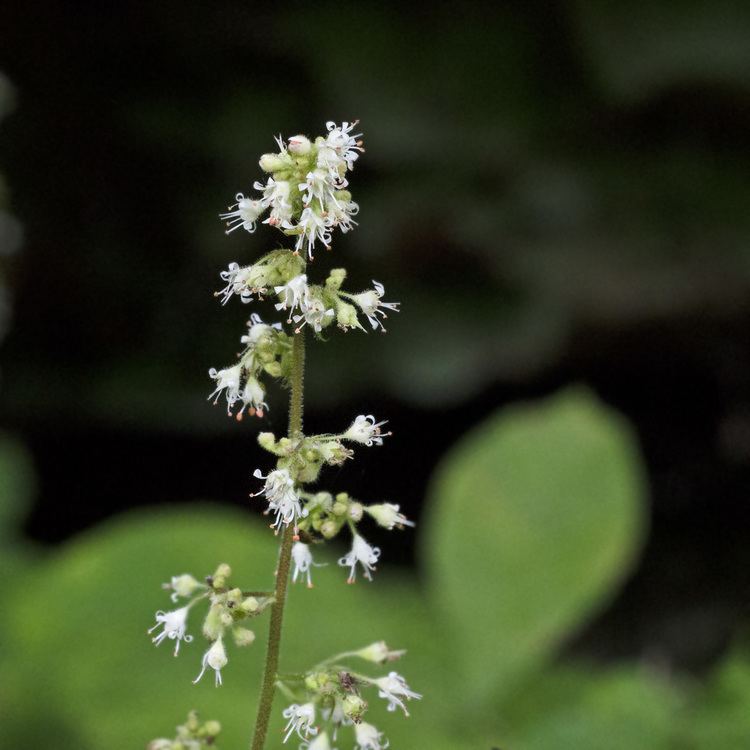 Heuchera parviflora Heuchera parviflora Saxifragaceae image 74959 at PhytoImagessiuedu