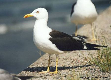 Heuglin's gull Baltic and Heuglin39s Gulls surfbirdscom