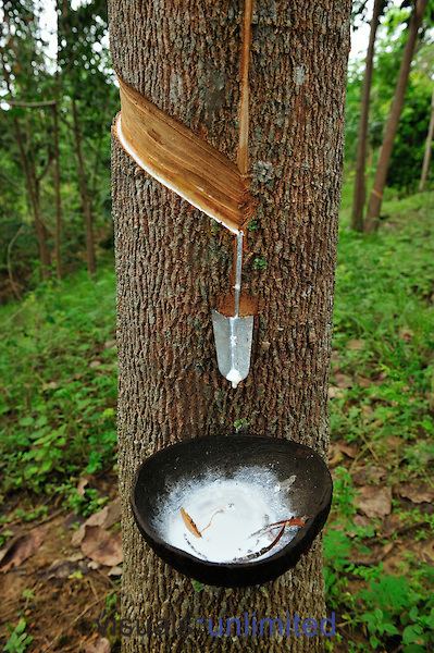 Hevea brasiliensis Tapping a Rubber Tree Hevea brasiliensis Visuals Unlimited
