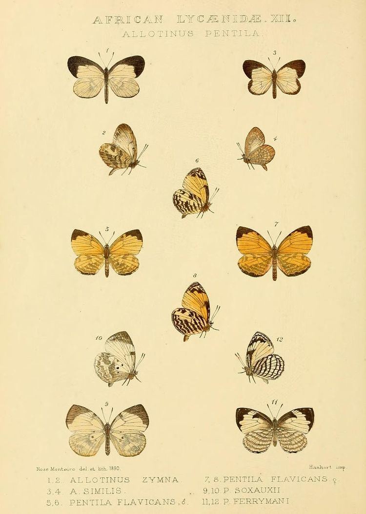 Hewitsonia similis