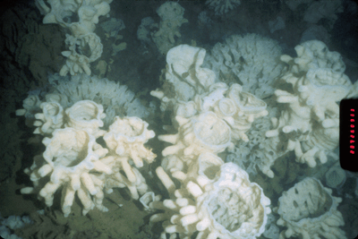 Hexactinellid SPONGE HABITATS amp ECOLOGY GLASSSPONGE REEFS