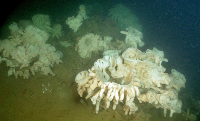 Hexactinellid SPONGE HABITATS amp ECOLOGY GLASSSPONGE REEFS