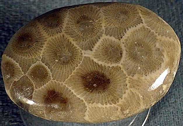 Hexagonaria Devonian HSU NHM