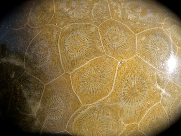 Hexagonaria Hexagonaria Coral Fossil
