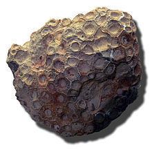 Hexagonaria httpsuploadwikimediaorgwikipediacommonsthu