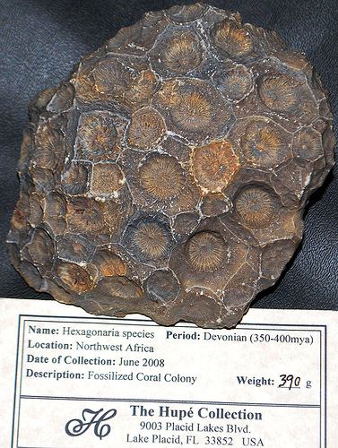 Hexagonaria aquarium adventures Hexagonaria Coral Fossil