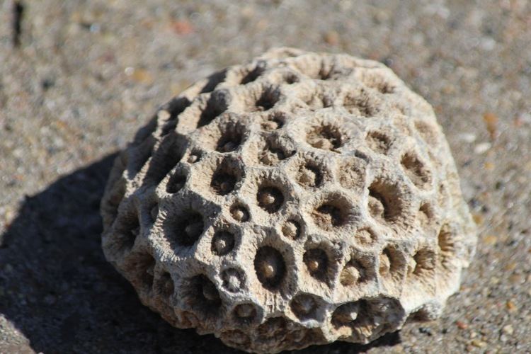 Hexagonaria Isabella Conservation District Environmental Education Program Four