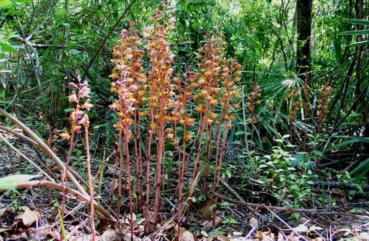 Hexalectris Hexalectris spicata Crested Coral Root Go Orchids