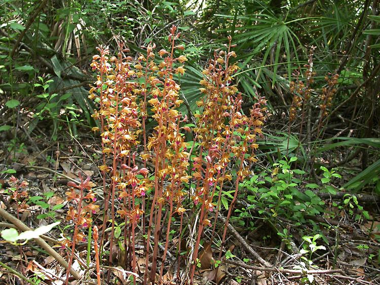 Hexalectris spicata Hexalectris spicata Orchidaceae image 11627 at PhytoImagessiuedu