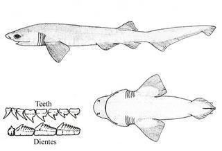 Hexanchus Hexanchus griseus Bluntnose Sixgill Shark Discover Life