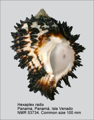 Hexaplex radix HomeNATURAL HISTORY MUSEUM ROTTERDAM Mollusca Gastropoda