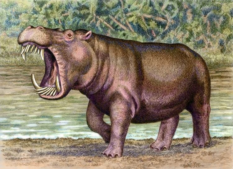 Hexaprotodon Hexaprotodon sivalensis by WillemSvdMerwe on DeviantArt