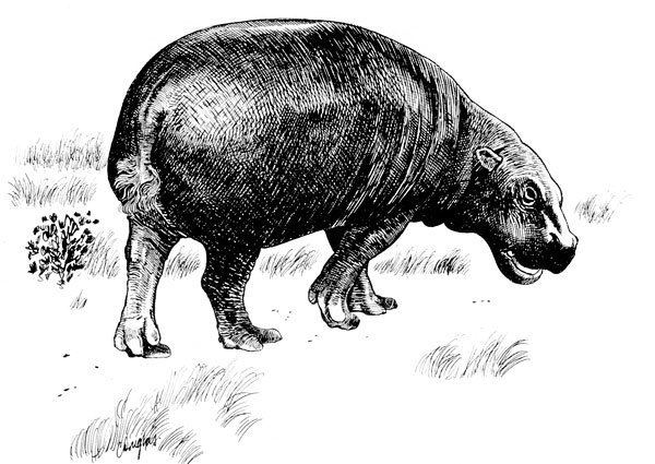 Hexaprotodon Photo Pygmy Hippopotamus Hexaprotodon liberiensis