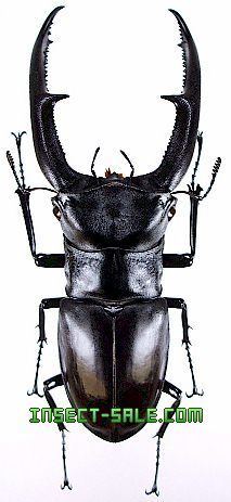 Hexarthrius mandibularis InsectSalecom Hexarthrius mandibularis sumatranus Hexarthrius