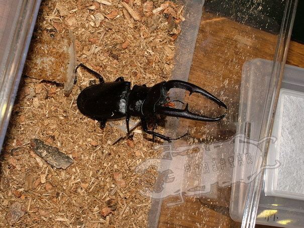 Hexarthrius mandibularis Hexarthrius mandibularis mandibularis Ben39s Beetle Breeding Pages
