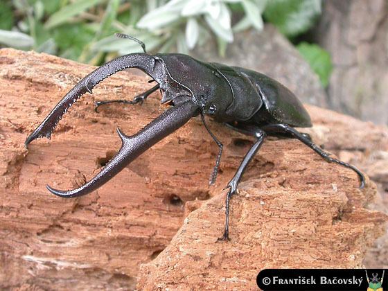 Hexarthrius mandibularis mandibularis sumatranus