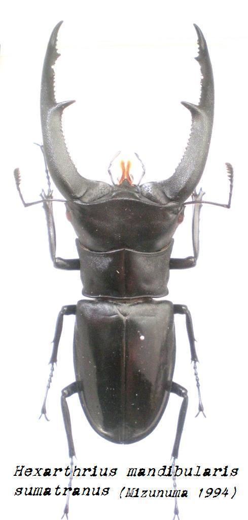 Hexarthrius mandibularis httpsuploadwikimediaorgwikipediacommonsee
