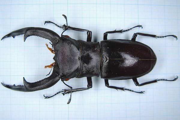 Hexarthrius mandibularis Hexarthrius mandibularis sumatranus 03