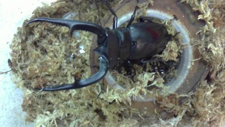 Hexarthrius mandibularis Hexarthrius mandibularis sumatranus from Kingdom of Beetle Taiwan