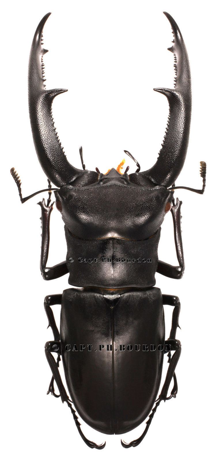Hexarthrius mandibularis Hexarthrius mandibularis sumatranus ColeopteraAtlascom