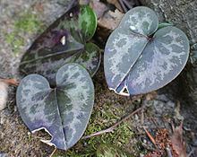 Hexastylis virginica httpsuploadwikimediaorgwikipediacommonsthu
