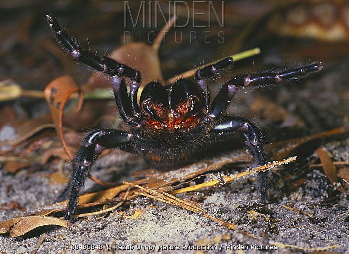 Hexathelidae Minden Pictures stock photos Funnel Web Spider Hexathelidae in