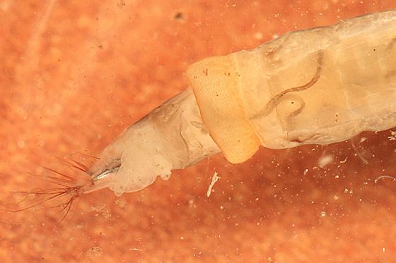 Hexatoma Aquatic fly larva Hexatoma BugGuideNet