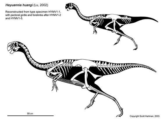 Heyuannia heyuannia huangi skeletaldrawingcom Scott Hartman Dinos Fossils