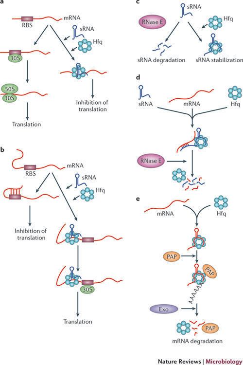 Hfq protein Hfq and its constellation of RNA Article Nature Reviews Microbiology