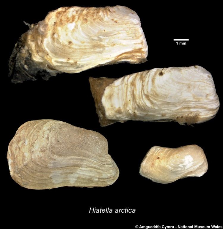 Hiatella Hiatella arctica Linnaeus 1758 Marine Bivalve Shells of the