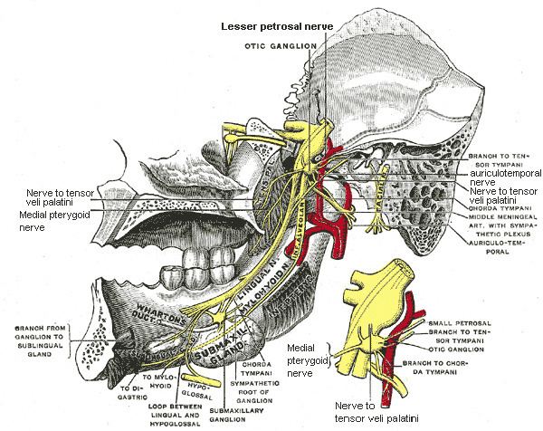 Hiatus for lesser petrosal nerve