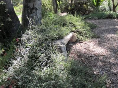 Hibbertia aspera wwwaustralianplantscomimagesphotosHibbertiaa