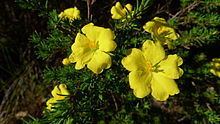 Hibbertia cistiflora httpsuploadwikimediaorgwikipediacommonsthu