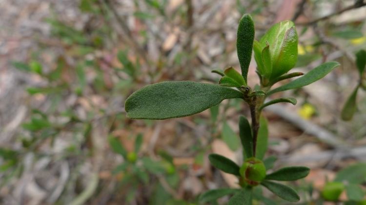 Hibbertia obtusifolia FileHibbertia obtusifolia leaves 8194686715jpg Wikimedia Commons