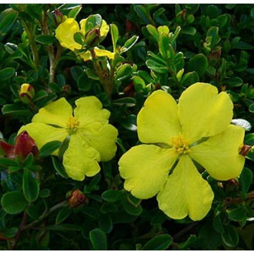 Hibbertia obtusifolia wwwonlineplantscomaushoppingcartimagecache