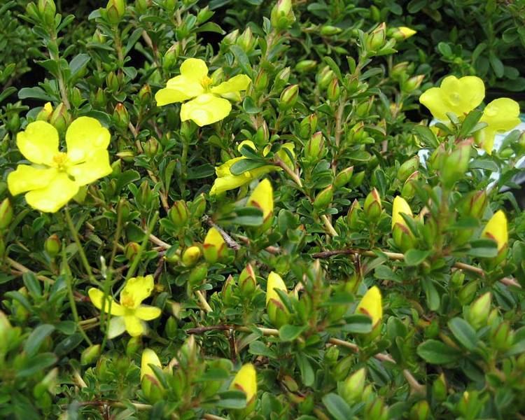 Hibbertia obtusifolia GardensOnline Hibbertia obtusifolia