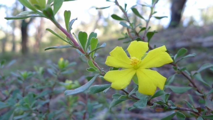 Hibbertia obtusifolia FileHibbertia obtusifolia flower and leaves 8703314337jpg