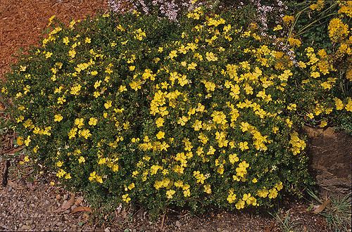 Hibbertia obtusifolia Hibbertia obtusifolia Photographer Ivan Holliday Flickr