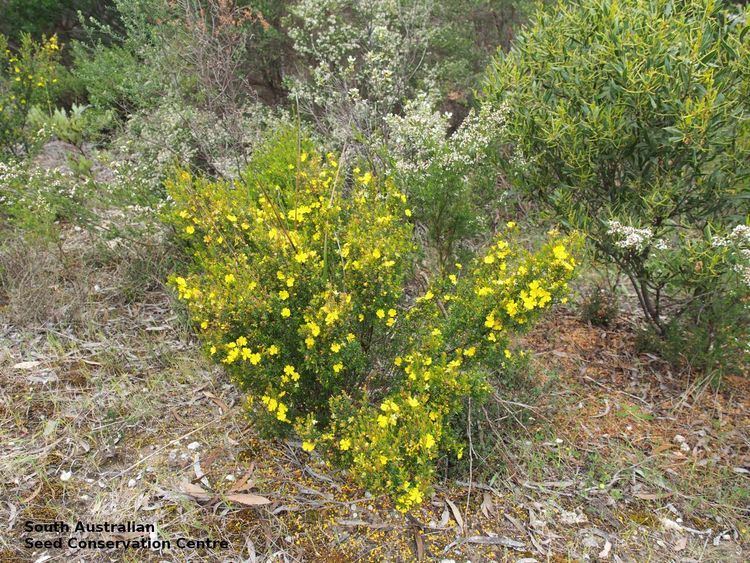 Hibbertia riparia Hibbertia riparia