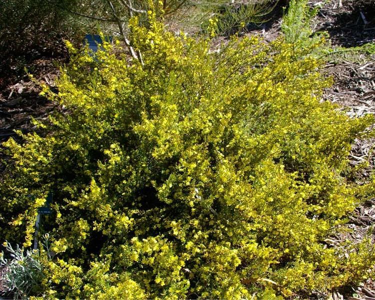 Hibbertia riparia GardensOnline Hibbertia riparia