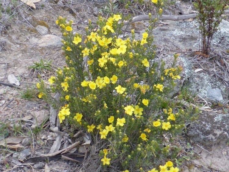 Hibbertia riparia Hibbertia riparia Erect Guineaflower at Isaacs Ridge Canberra